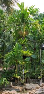 Areca catechu yellow_7309 NN.JPG